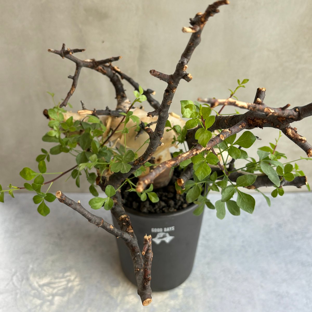 も*ま様 コミフォラ ピュア カタフ 超特大株 コミフォラ カタフ ピュア［No.01］ × 杉山悠 作 φ9cm 植木鉢