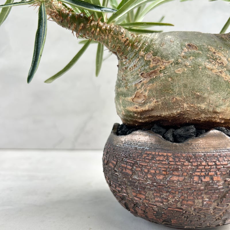 パキポディウム・グラキリス【笠間焼 川澄 智一 作家鉢】（24may9.n4