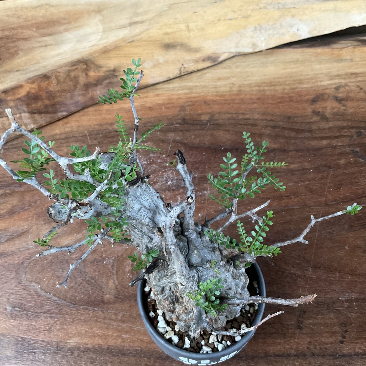 operculicarya pachypus オペルクリカリア・パキプス 【OLDTIME/m