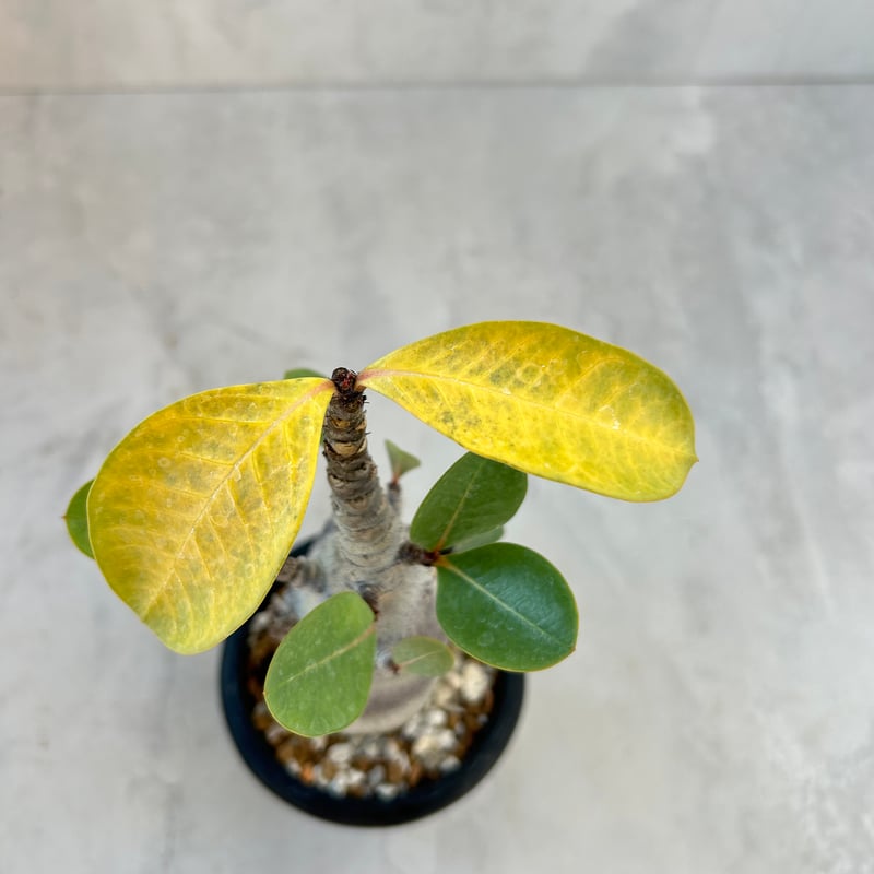 【激レア/ブラックスキン/ドワーフ/超極太 】アデニウム ガラメータコ足A-10 激レア/ブラックスキン/ドワーフ 】アデニウム アラビカム スーパー