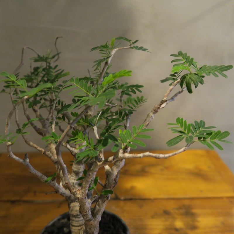 senna meridionalis センナ・メリディオナリス【PYTHON/mattegr