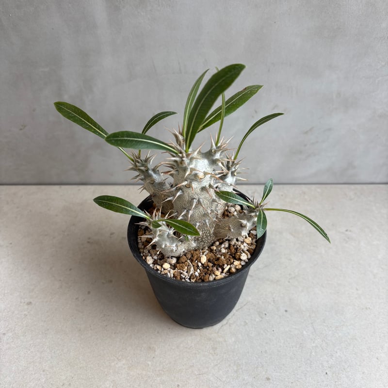 パキポディウム・ホロンベンセ【実生】 (24nov27.h08-10) | GOOD DAYS