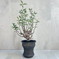 senna meridionalis センナ・メリディオナリス【tiger/gray鉢セット