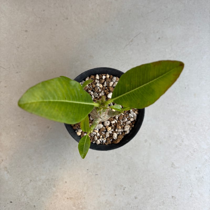 パキポディウム・ウィンゾリー 【実生】(24nov27.h11-4) | GOOD DAYS