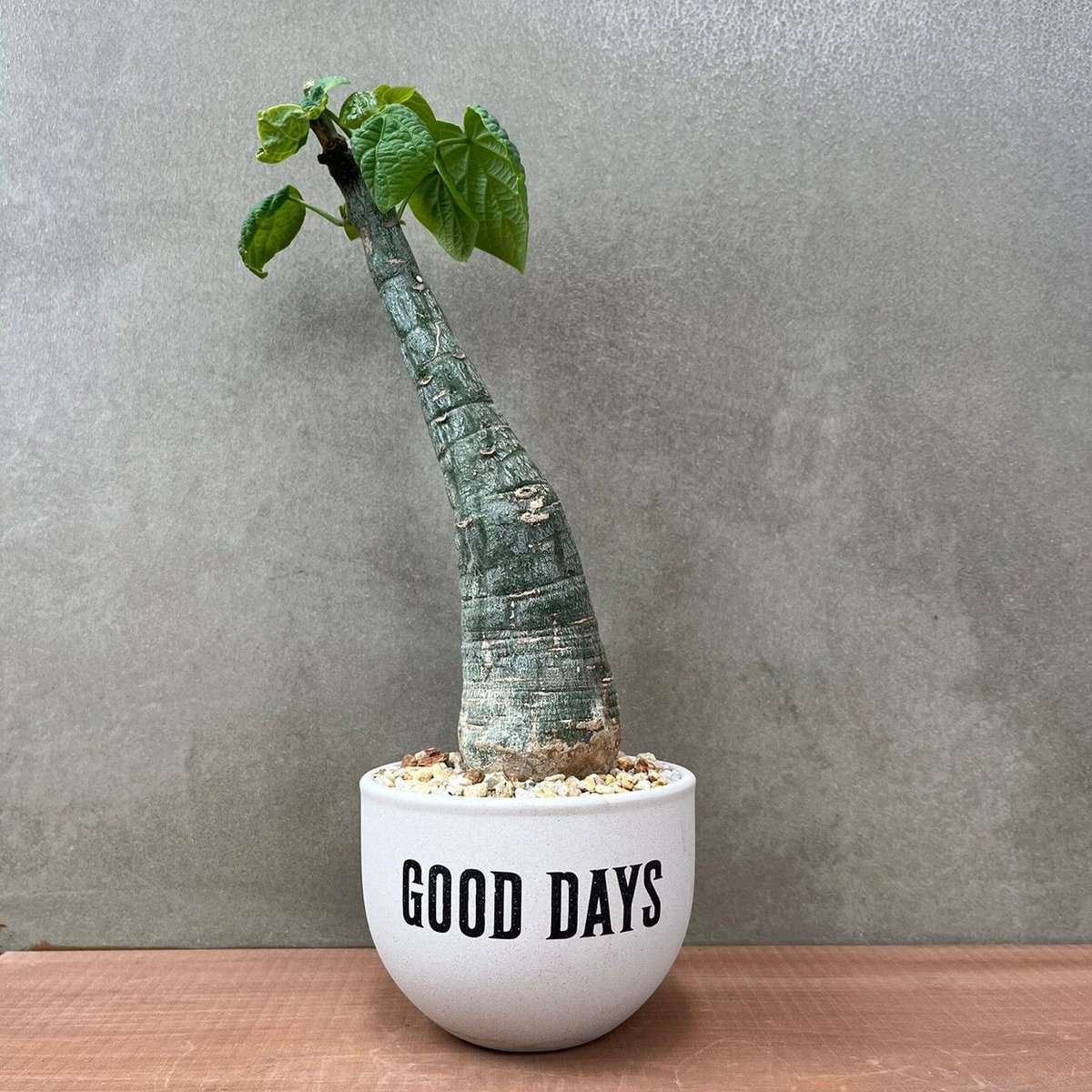 【現品】アデニア・フィンガラベンシス　超大株！塊根植物（コーデックス）9号　T6 現品】アデニア・フィンガラベンシス 超大株！塊根植物（コーデックス