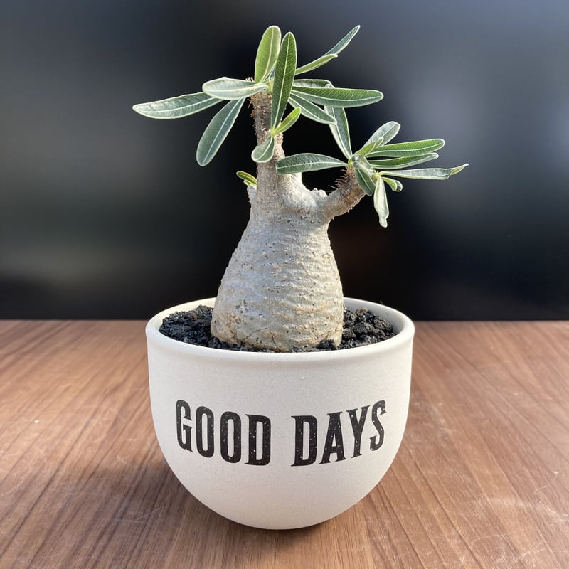 グラキリス　現地球　14㎝　3頭　多頭　バリエム鉢付き グラキリス現地球14㎝3頭多頭バリエム鉢付き