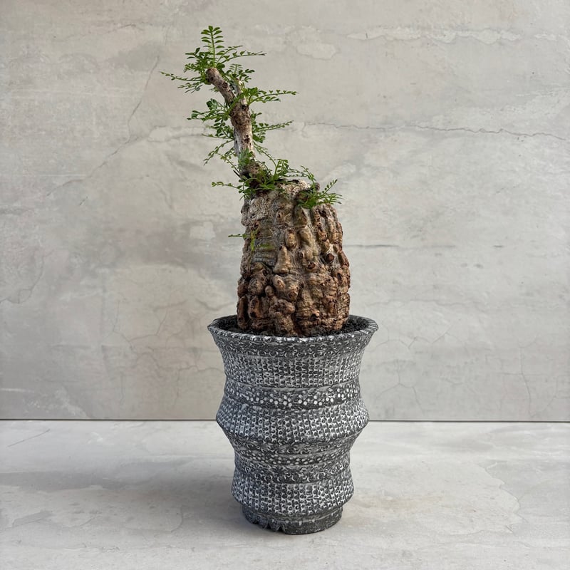 オペルクリカリア パキプス 鉢（SRL）ごと オペルクリカリア・パキプス【浅見五郎助作品鉢】(24dec24.v14