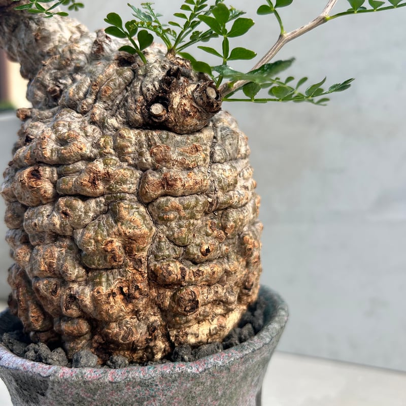 塊根植物　パキプス　作家鉢付 手作植木鉢 「臥龍」作家鉢 訂製 検（ 塊根植物 グラキリス パキプス