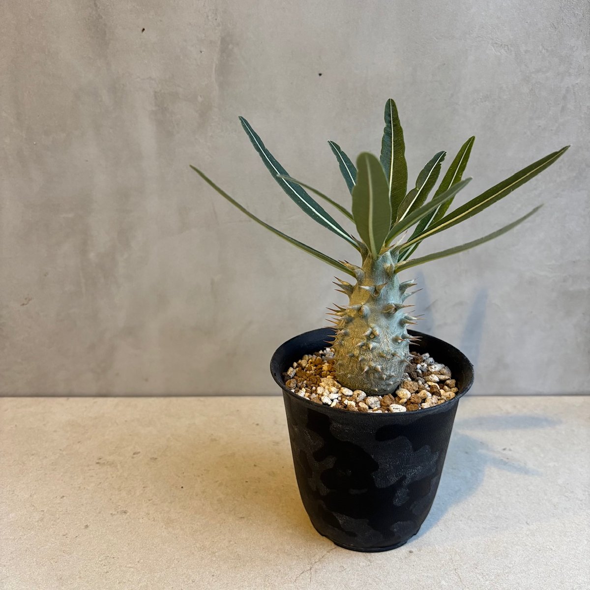 パキポディウム・カクチペス【実生】(24nov27.h07-13) | GOOD DAYS