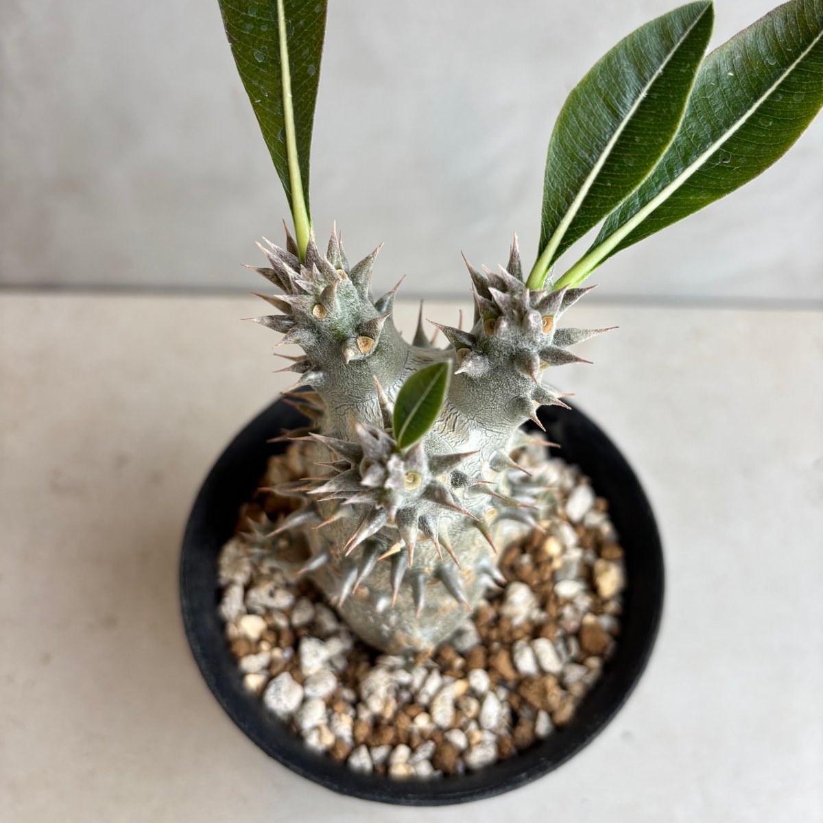 パキポディウムボロンベンセ実生 パキポディウム・ホロンベンセ【実生】 (24nov27.h08-10) | GOOD DAYS