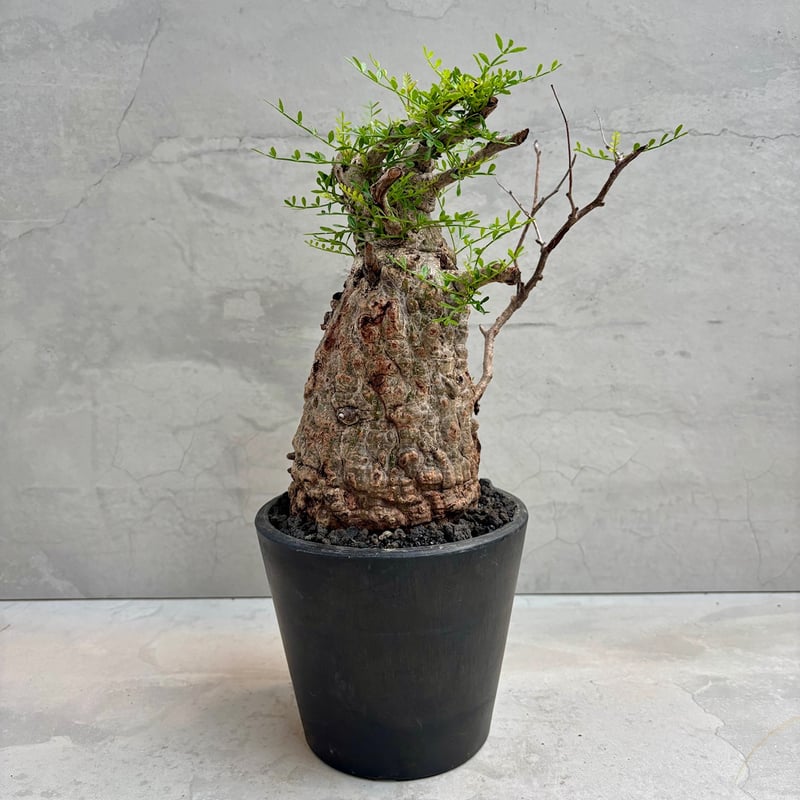 オペルクリカリア・パキプス(24dec24.v14-2) | GOOD DAYS