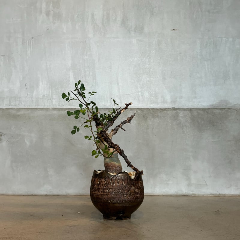 bon25　コミフォラ　品種不明　陶器鉢　作家鉢 bon25様専用 コミフォラ 品種不明 陶器鉢 作家鉢