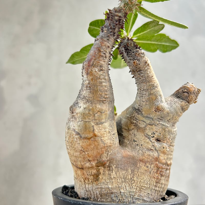 パキポディウム　マカイエンセ パキポディウム・マカイエンセ | trigger