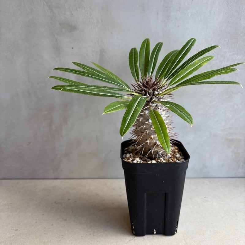 パキポディウム・ラメリー【実生】 (24nov27.h05-9) | GOOD DAYS