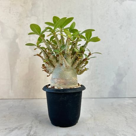 ラ*ク様 ☘️ラスト2☘️根パンパン❤️しっかりプックリ新芽元気株❤️624⭐️ CATEGORY コーデックス | GOOD DAYS