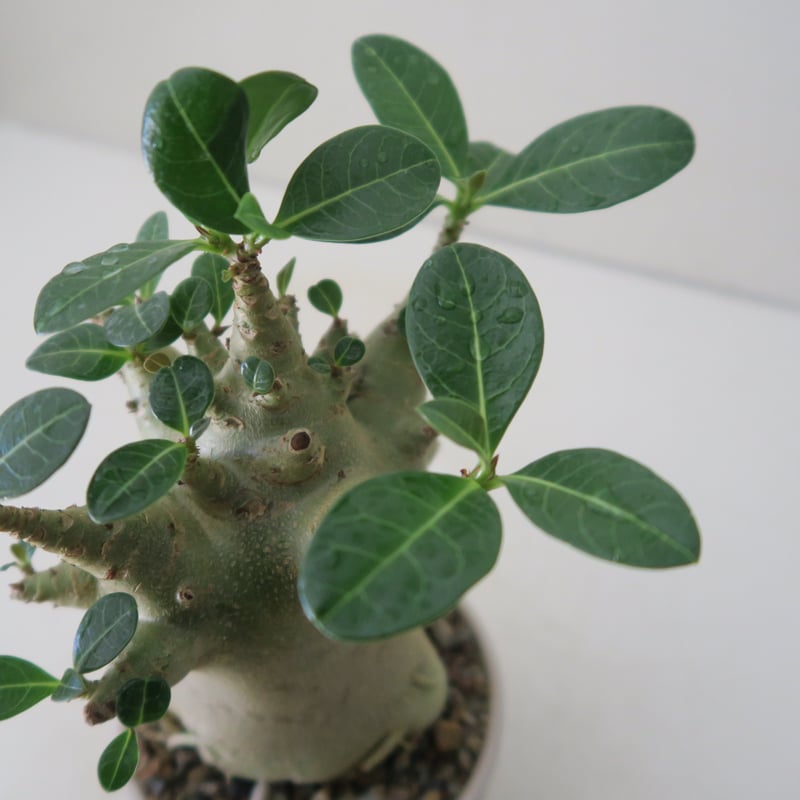 アデニウム ハイブリッド ゴジビックフラワー【GOODDAYS/白鉢