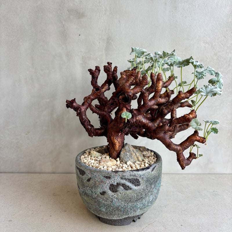 ペラルゴニウム・ミラビレ【浅見五郎助作品鉢】(24dec14.e24-11