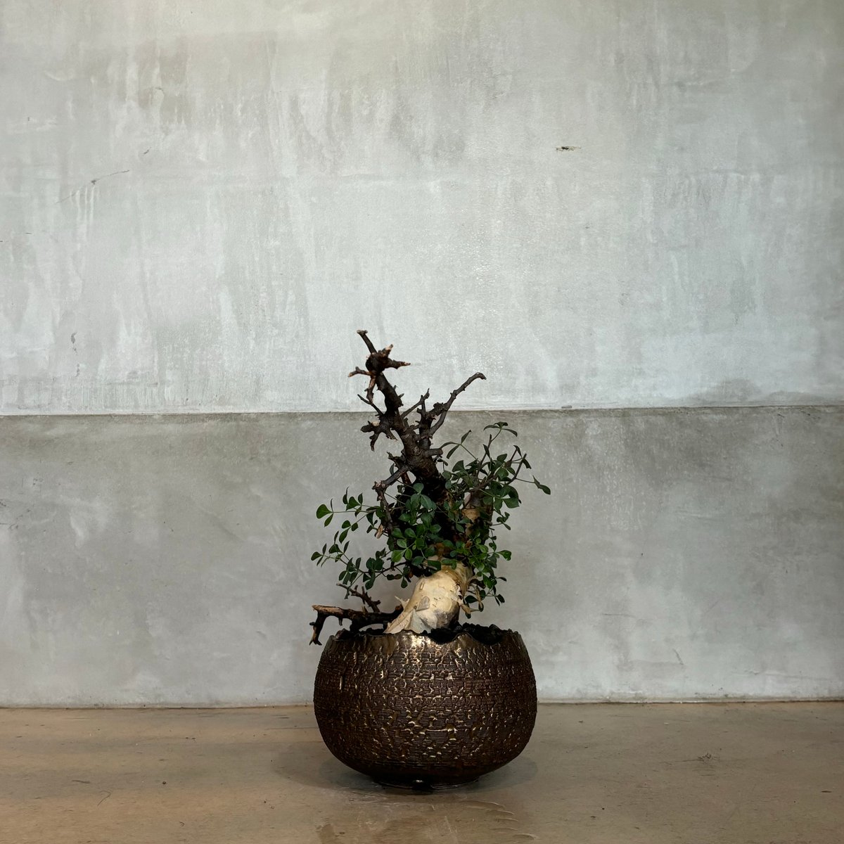 ①コミフォラ カタフ ピュア 発根済み 現地株 塊根植物 パキプス コミフォラ・カタフ ピュア】 × 【7代目 浅見五郎助 作家鉢