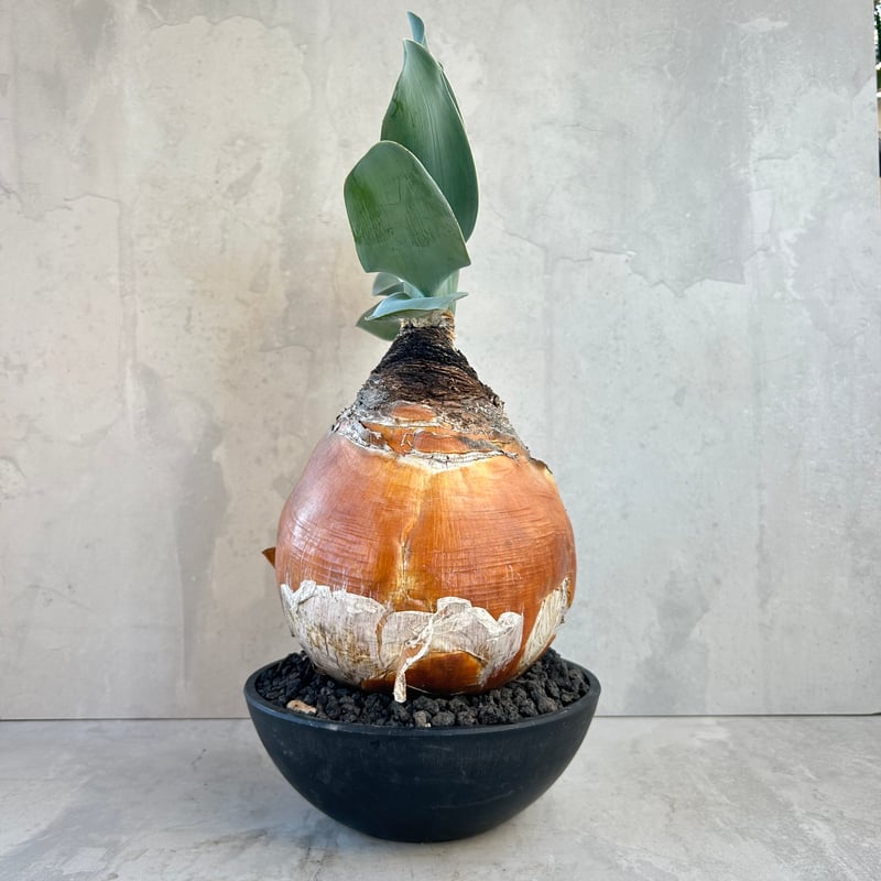 ブーファン・ハエマンソイデス(24dec14.e27-4) | GOOD DAYS