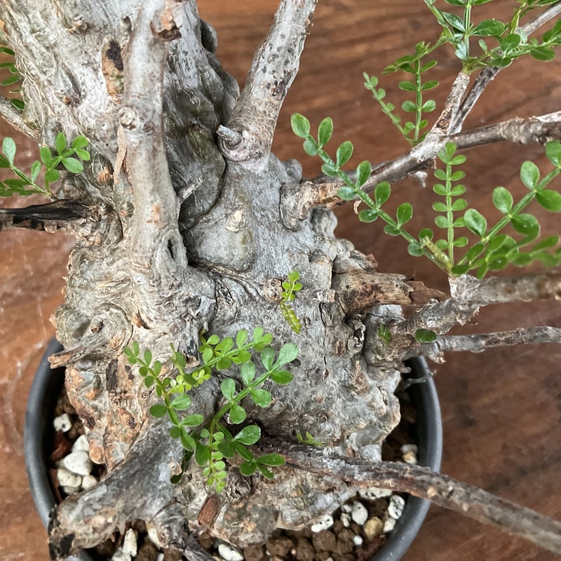 Commiphora virgata 16 コミフォラ ビルガータ オペルクリカリア 