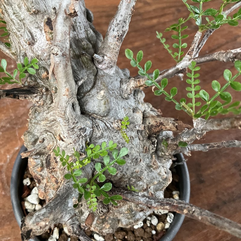 トムさま専用【セール】オペルクリカリア パキプス 枝挿し 3年 RAFLUMコレクション】オペルクリカリア パキプス 