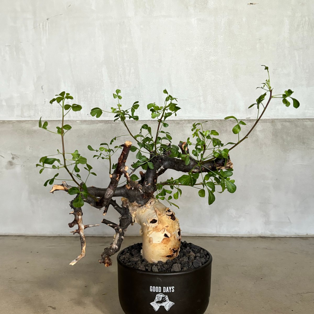 コミフォラ カタフ ピュア【GOODDAYS鉢 black】（24jun29.e1-18） |