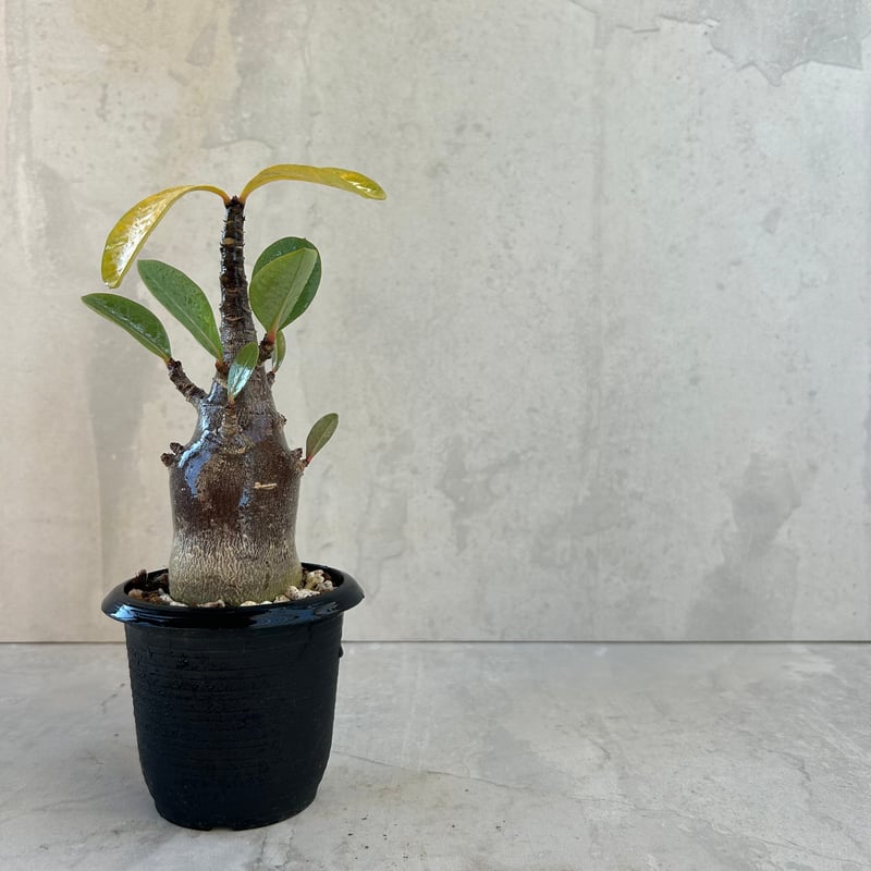 【激レア/ブラックスキン/ドワーフ/超極太 】アデニウム ガラメータコ足A-10 アデニウム アラビカム ブラックスキン | GREEN LUCK