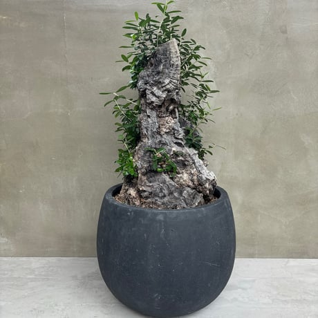 Old olive（24jun4.v3-9）