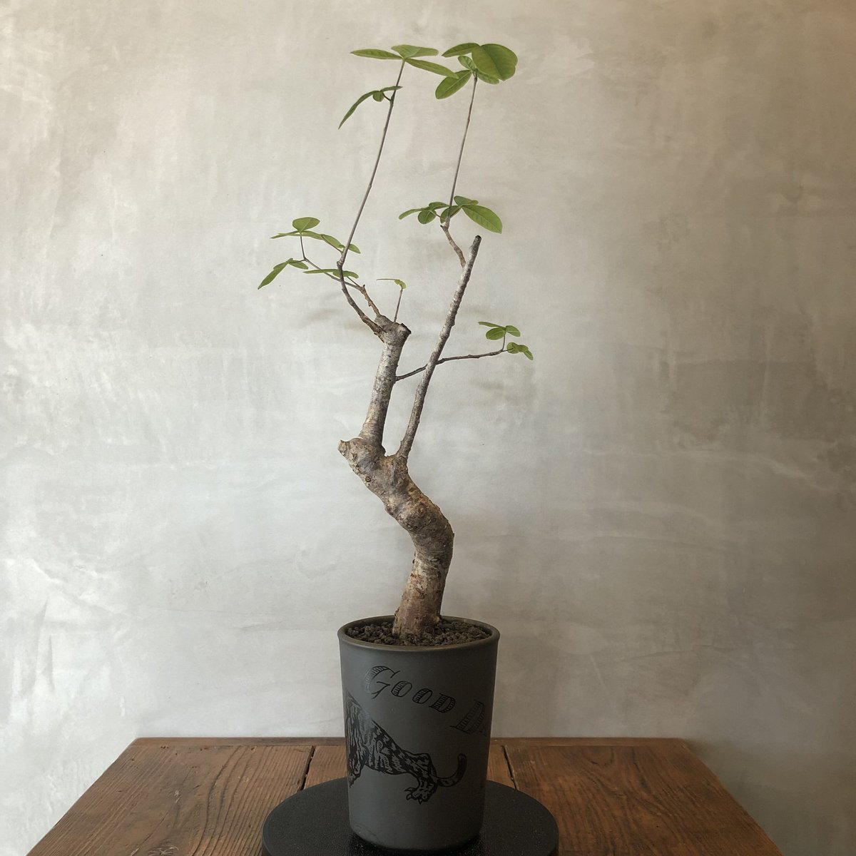 コミフォラ　オルビクラリス コミフォラ オルビクラリス | hanayoshi-botanical