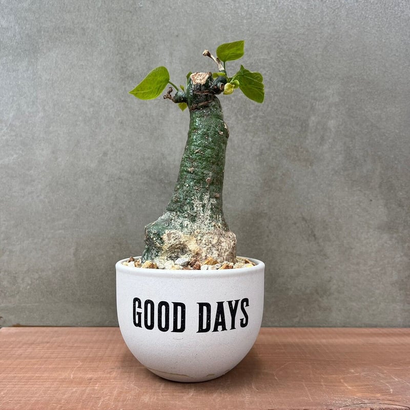 アデニア クリスタルグリーン【GOODDAYS/white鉢セット】23may19