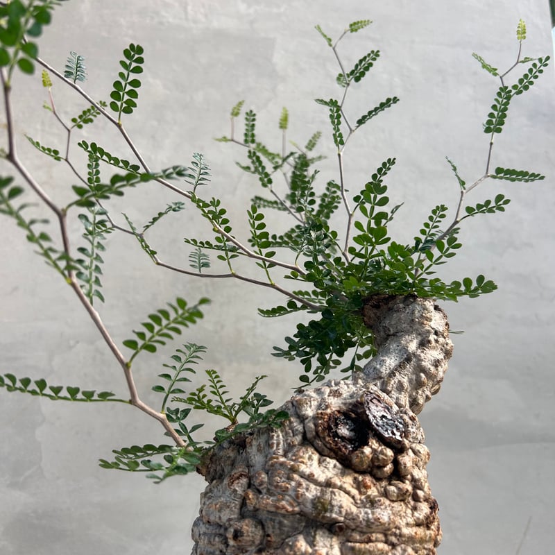 オペルクリカリア・パキプス【浅見五郎助作品鉢】(24dec24.v14-22