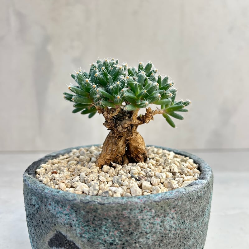 トリコディアディマ・デンサム【紫晃星】 【浅見 五郎助 作家鉢