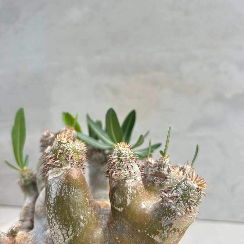 パキポディウム・ブレビカリックス (25jul15v46/2-3) | GOOD DAYS