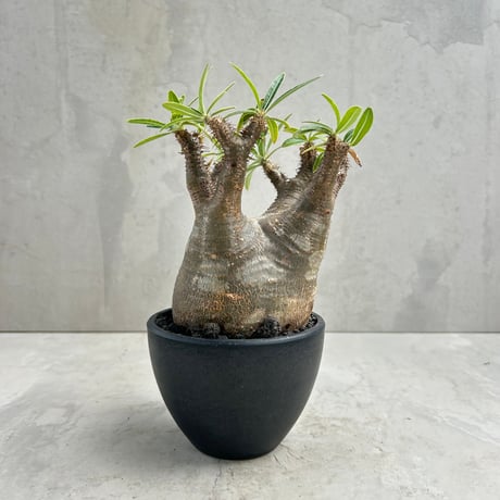 CATEGORY グラキリス | GOOD DAYS