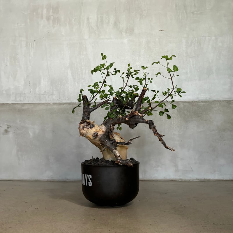 コミフォラ カタフ ピュア【GOODDAYS鉢 black】（24jun29.e1-18） |