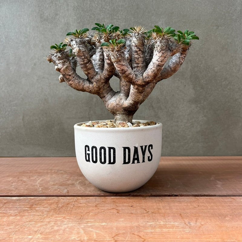 ユーフォルビア ギラウミニアナ【GOODDAYS/white鉢セット】23may19.n4-2