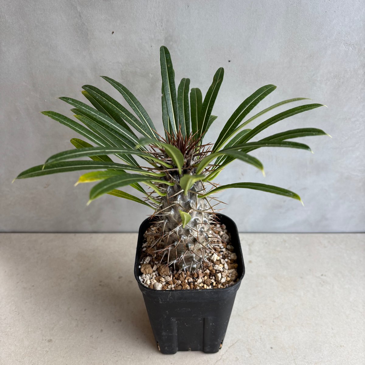 パキポディウム・ラメリー【実生】 (24nov27.h05-5) | GOOD DAYS