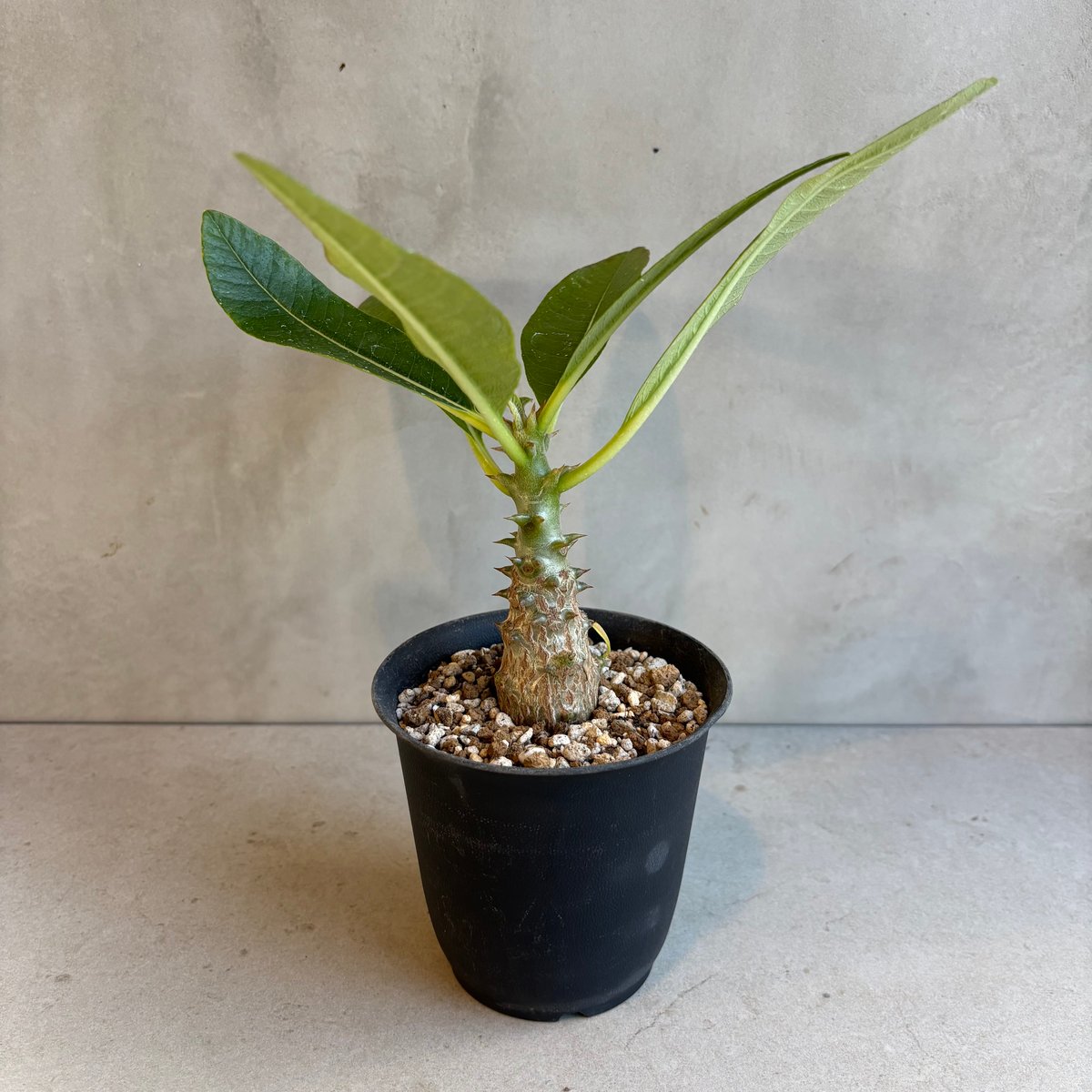 パキポディウム・ウィンゾリー 【実生】(24nov27.h11-12) | GOOD DAYS