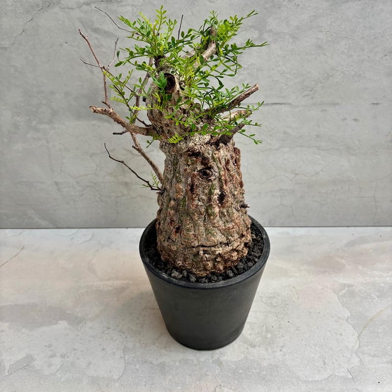 オペルクリカリア・パキプス(24dec24.v14-2) | GOOD DAYS