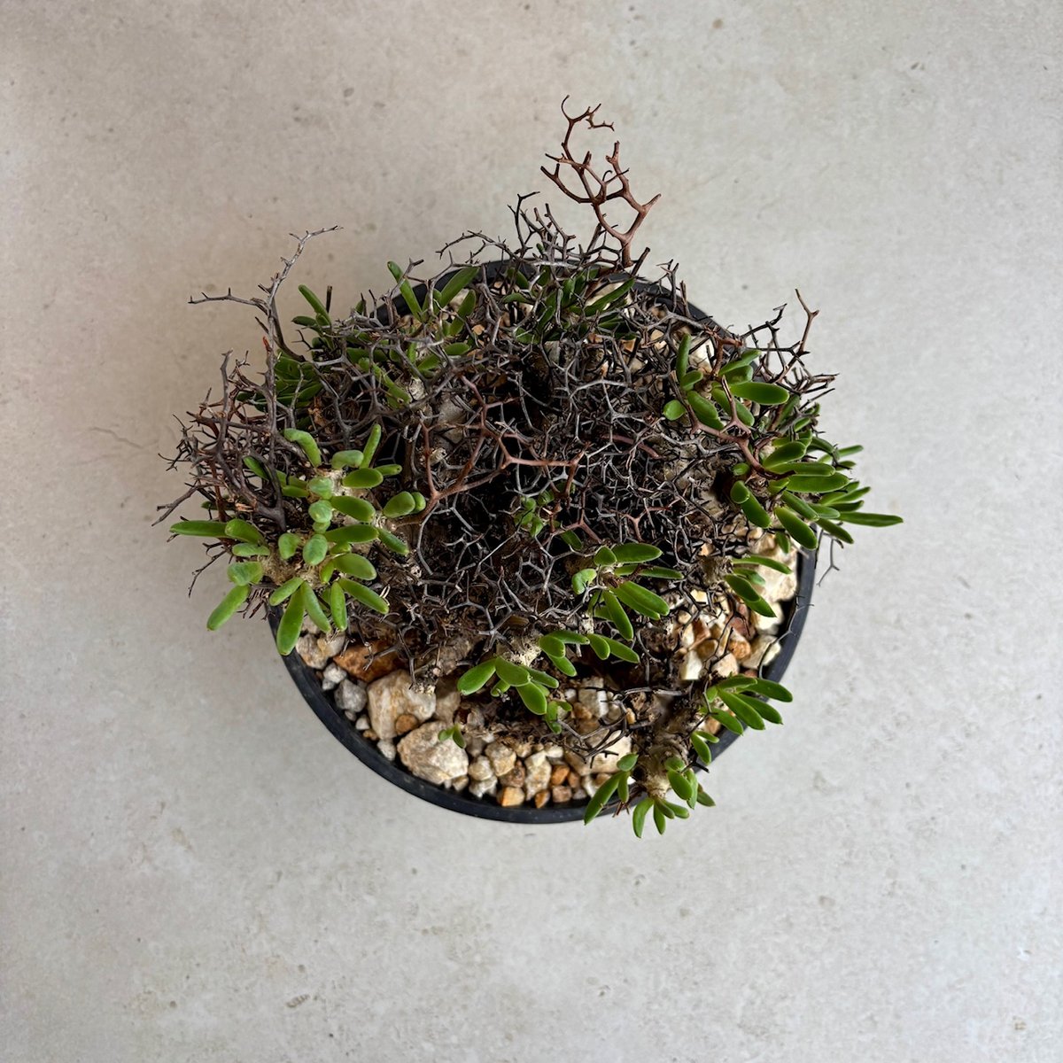 チレコドン・レティキュラーツス / 万物想【24dec14.e22-6】 | GOOD DAYS