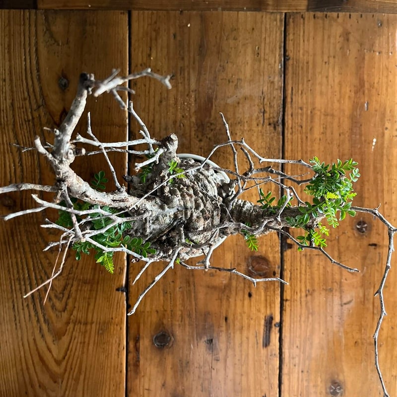 み*や様 【再出品】オペルクリカリア パキプス 鉢ごと fit=scale-down,w=1200