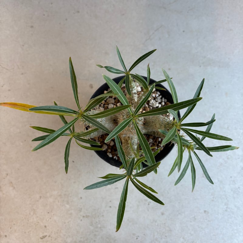 パキポディウム・グラキリス 【実生】(24nov27.h06-12) | GOOD DAYS