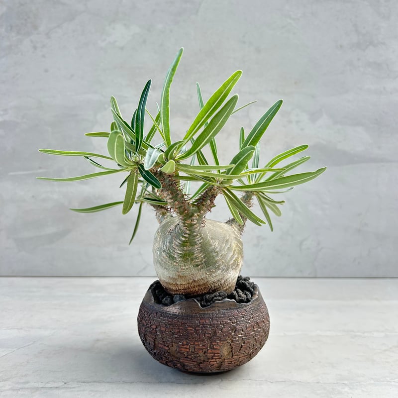 パキポディウム・グラキリス【笠間焼 川澄 智一 作家鉢】（24may9.n4