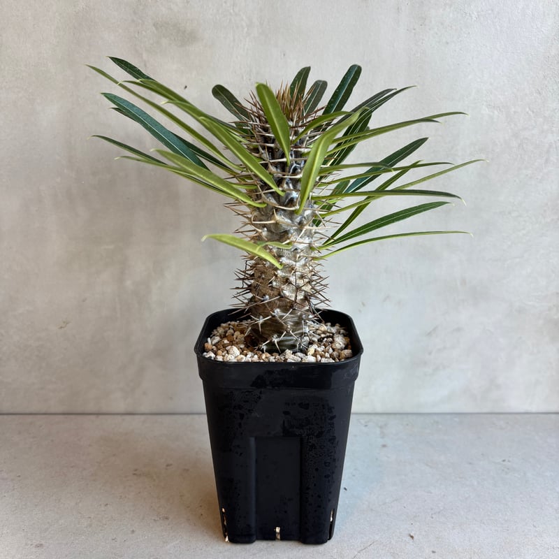 パキポディウム・ラメリー 【実生】(24nov27.h05-2) | GOOD DAYS