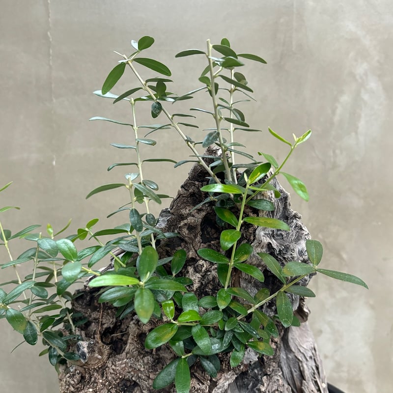 繁栄の木 Old olive（24jun4.v3-7） | GOOD DAYS