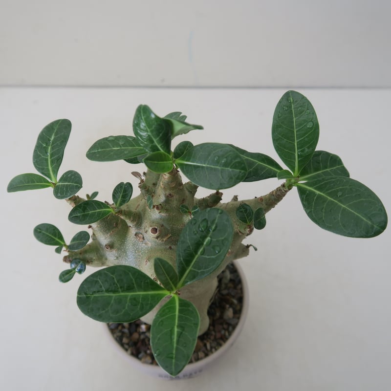 アデニウム‼️ アデニウム：オベスム（ピンク花） チャンプー64 4号鉢植え の