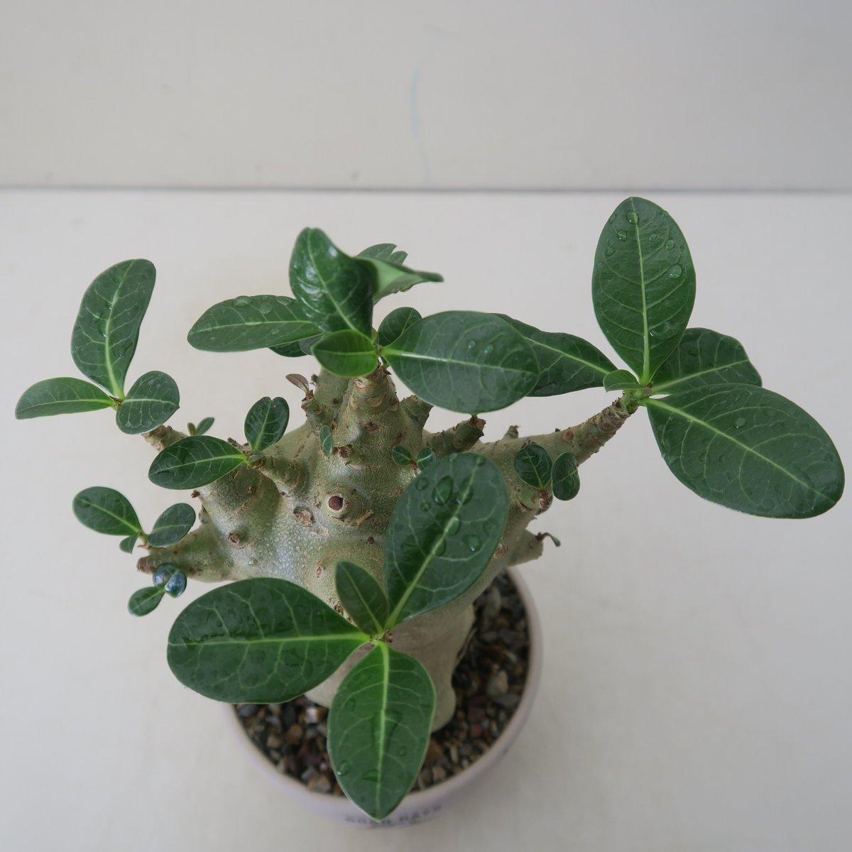 開花開始　アデニウム　花芯は白のグラデーション 開花開始 アデニウム 花芯は白のグラデーション fit=scale-down,w=1200