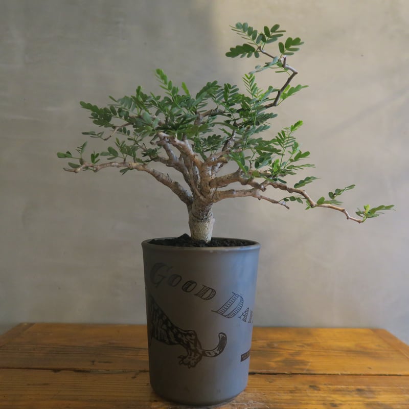 センナ メリディオナリス 31cm丈 (鉢底45cm)現地球 センナ メリディオナリス 31cm丈 (鉢底45cm)現地球