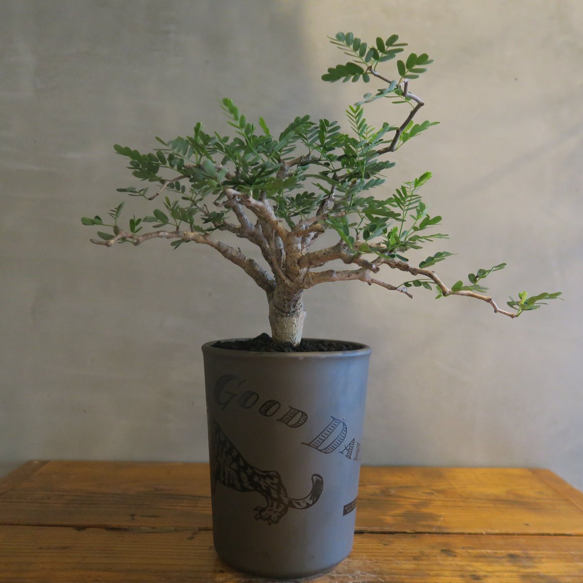 senna meridionalis センナ・メリディオナリス【tiger/gray鉢セット