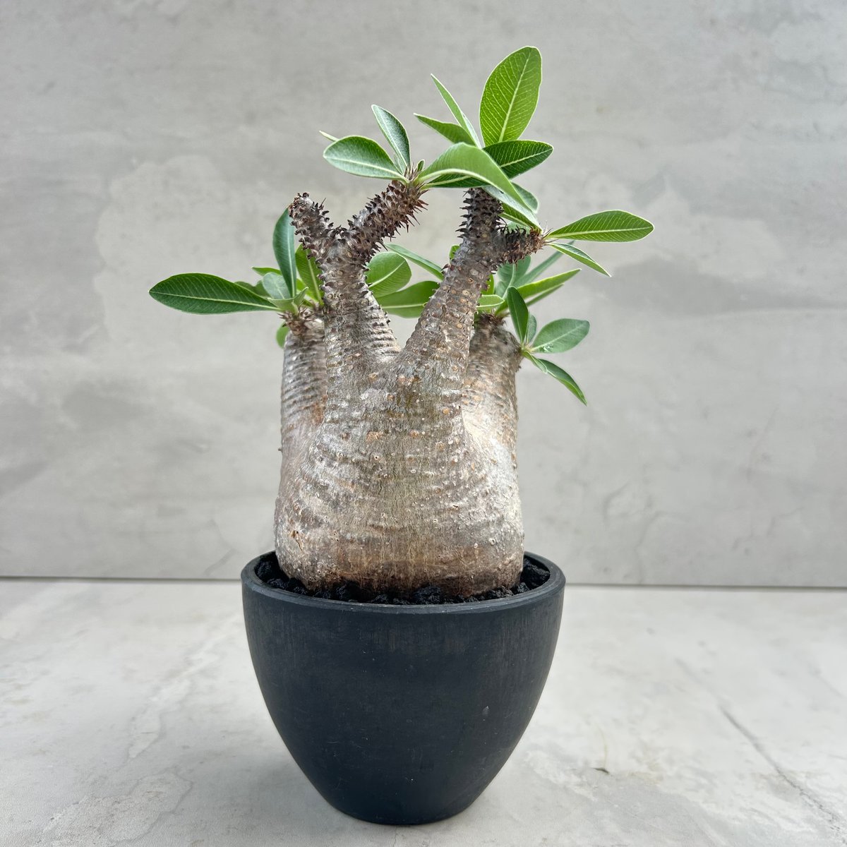 パキポディウム・マカイエンセ(25jul15v06-1) | GOOD DAYS